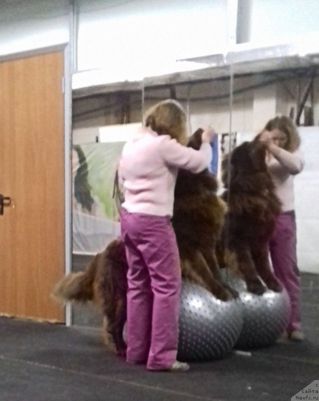 Фото: ньюфаундленд Brownblood MSK Hakim Gold Haydar (Браунблад МСК Хаким Голд Хайдар)