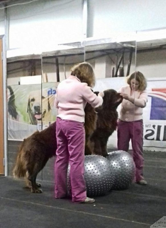 Фото: ньюфаундленд Brownblood MSK Hakim Gold Haydar (Браунблад МСК Хаким Голд Хайдар)