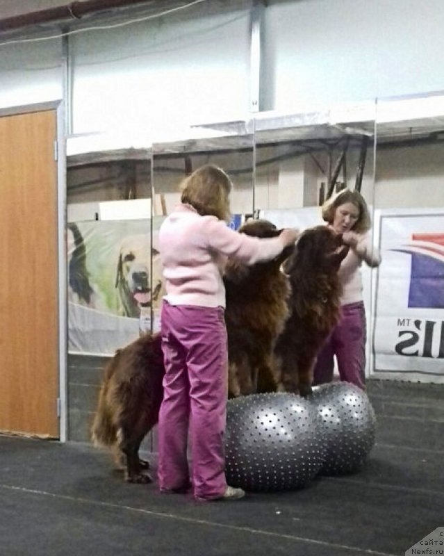 Фото: ньюфаундленд Brownblood MSK Hakim Gold Haydar (Браунблад МСК Хаким Голд Хайдар)