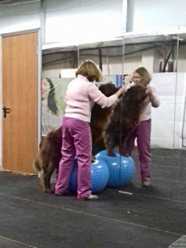 Фото: ньюфаундленд Brownblood MSK Hakim Gold Haydar (Браунблад МСК Хаким Голд Хайдар)