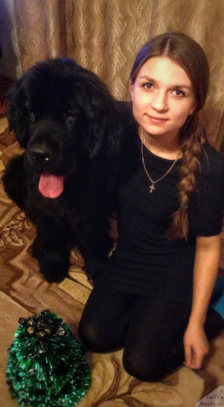 Фото: ньюфаундленд YElegant Ledi (Элегант Леди)