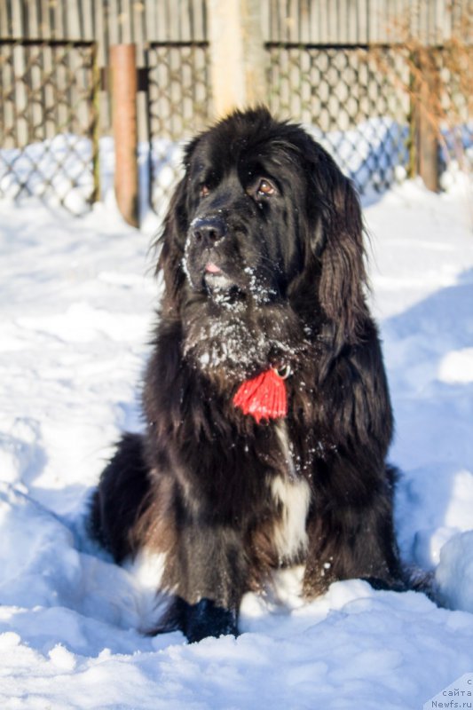 Фото: ньюфаундленд Li San (Ли Сан)