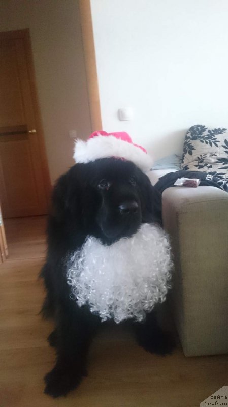 Фотография № 219454