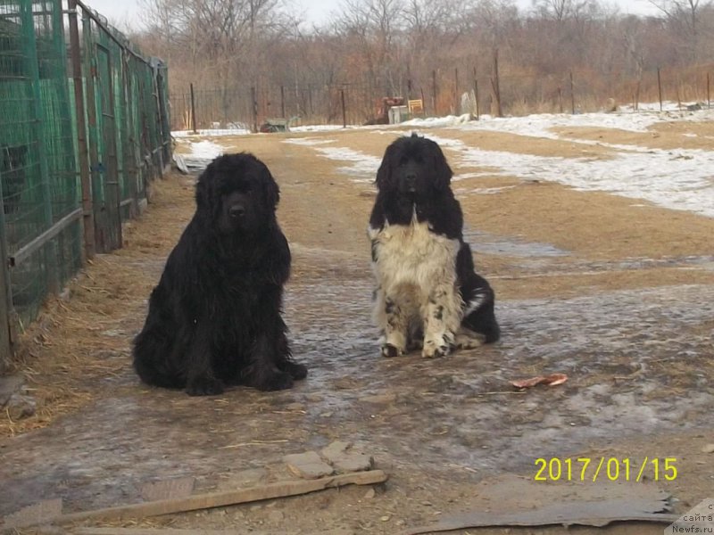 Фото: ньюфаундленд Super Premium Nao Del Trato (Супер Премиум Нао Дел Трато), ньюфаундленд Selin Dion (Селин Дион)