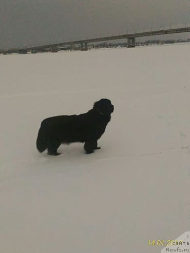 Фотография № 219456