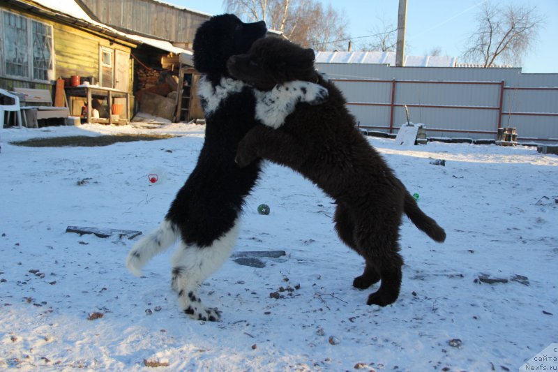 Фото: ньюфаундленд Pitern'yuf Depesh Mod (Питерньюф Депеш Мод), ньюфаундленд Brownblood MSK Abrams-Strong (Браунблад МСК Абрамс-Стронг)