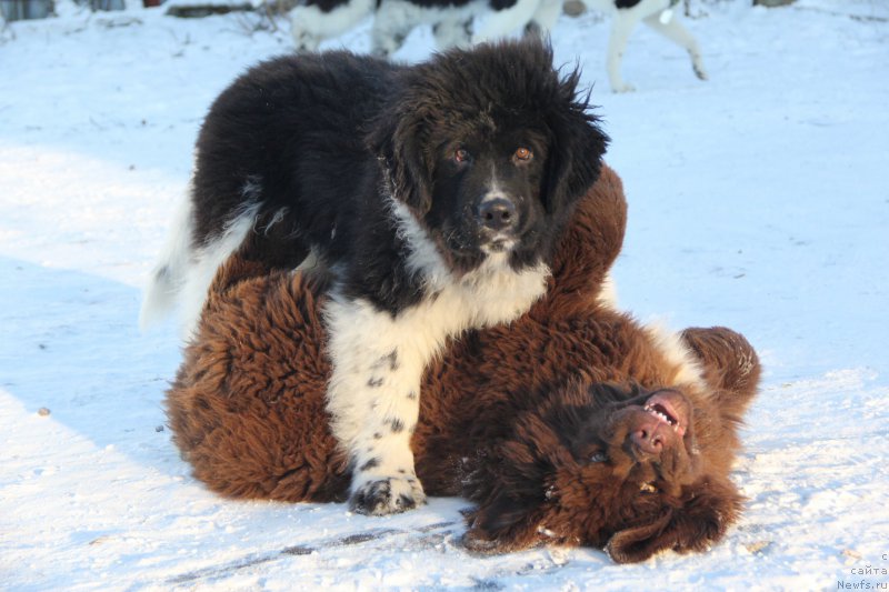 Фото: ньюфаундленд Pitern'yuf Depesh Mod (Питерньюф Депеш Мод), ньюфаундленд Brownblood MSK Abrams-Strong (Браунблад МСК Абрамс-Стронг)