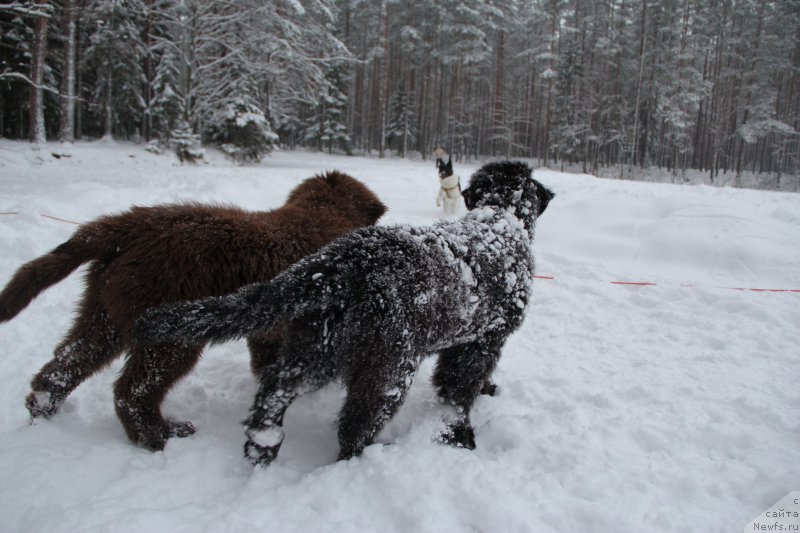Фото: ньюфаундленд Brownblood MSK Abrams-Strong (Браунблад МСК Абрамс-Стронг), ньюфаундленд Chernaya Mafia Beauty Beyond Senses (Черная Мафия Беауту Беуонд Сенсес)