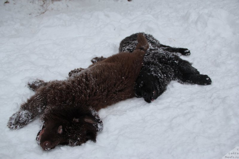 Фото: ньюфаундленд Brownblood MSK Abrams-Strong (Браунблад МСК Абрамс-Стронг), ньюфаундленд Chernaya Mafia Beauty Beyond Senses (Черная Мафия Беауту Беуонд Сенсес)