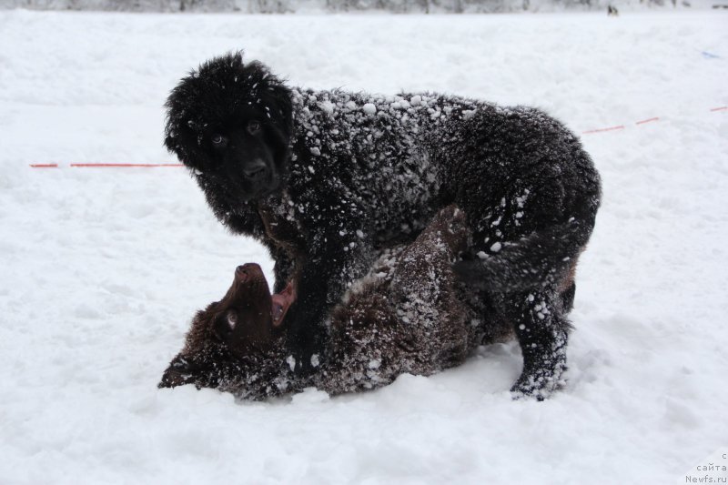 Фото: ньюфаундленд Brownblood MSK Abrams-Strong (Браунблад МСК Абрамс-Стронг), ньюфаундленд Chernaya Mafia Beauty Beyond Senses (Черная Мафия Беауту Беуонд Сенсес)