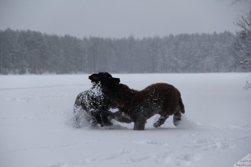 Фото: ньюфаундленд Brownblood MSK Abrams-Strong (Браунблад МСК Абрамс-Стронг), ньюфаундленд Chernaya Mafia Beauty Beyond Senses (Черная Мафия Беауту Беуонд Сенсес)