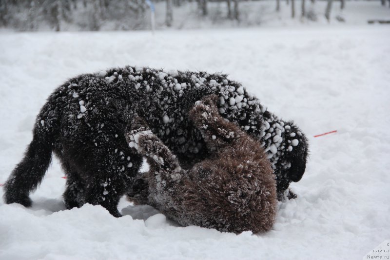 Фото: ньюфаундленд Brownblood MSK Abrams-Strong (Браунблад МСК Абрамс-Стронг), ньюфаундленд Chernaya Mafia Beauty Beyond Senses (Черная Мафия Беауту Беуонд Сенсес)
