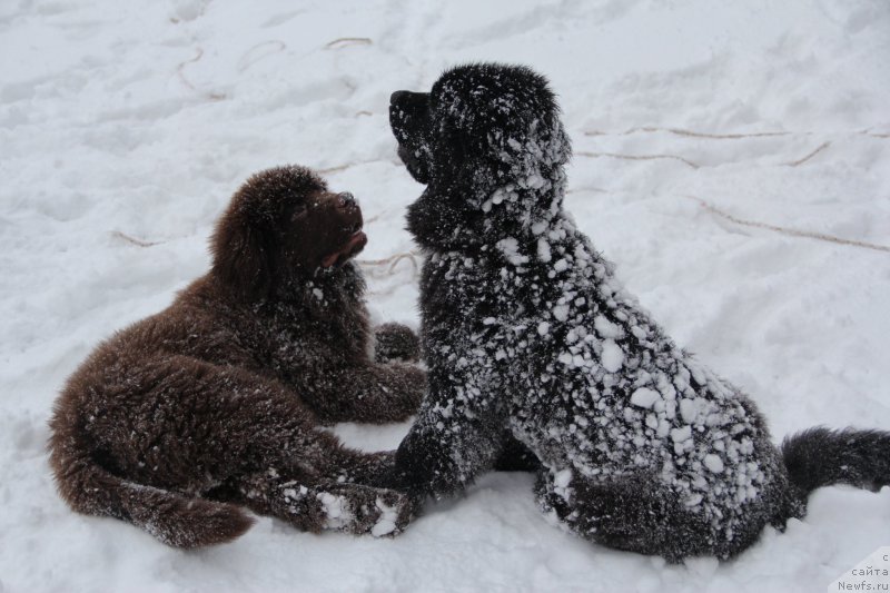 Фото: ньюфаундленд Brownblood MSK Abrams-Strong (Браунблад МСК Абрамс-Стронг), ньюфаундленд Chernaya Mafia Beauty Beyond Senses (Черная Мафия Беауту Беуонд Сенсес)