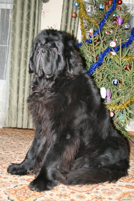 Фото: ньюфаундленд Chernaya Mafia Short and Sweet (Черная Мафия Шорт анд Свеет)