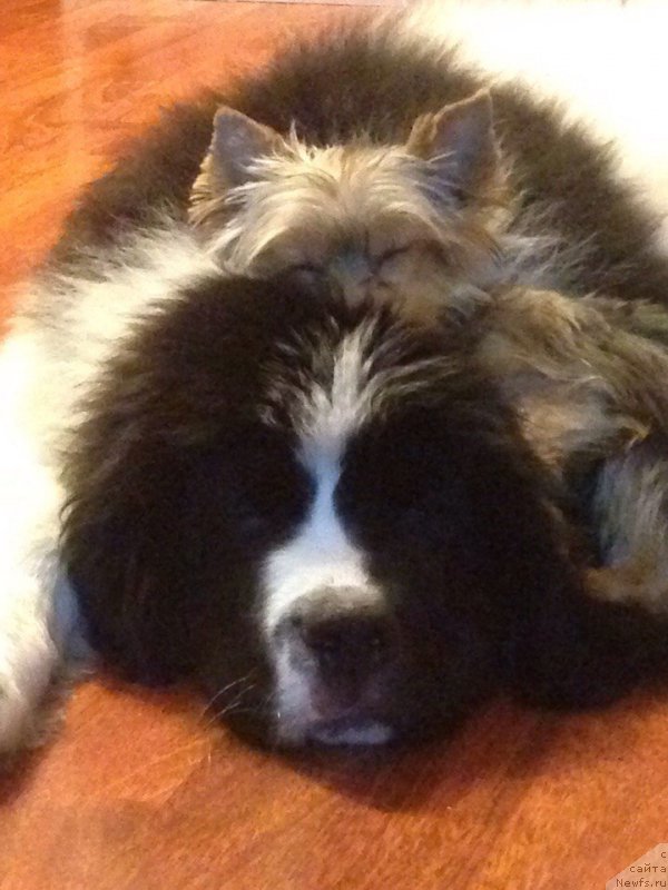 Фото: ньюфаундленд Viking ot Karelskikh Medvedey (Викинг от Карельских Медведей)