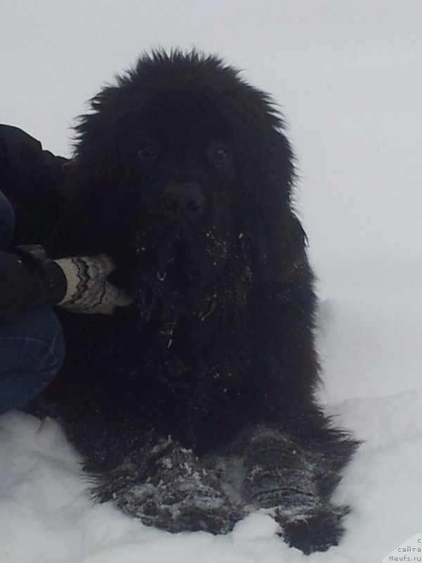 Фотография № 219487