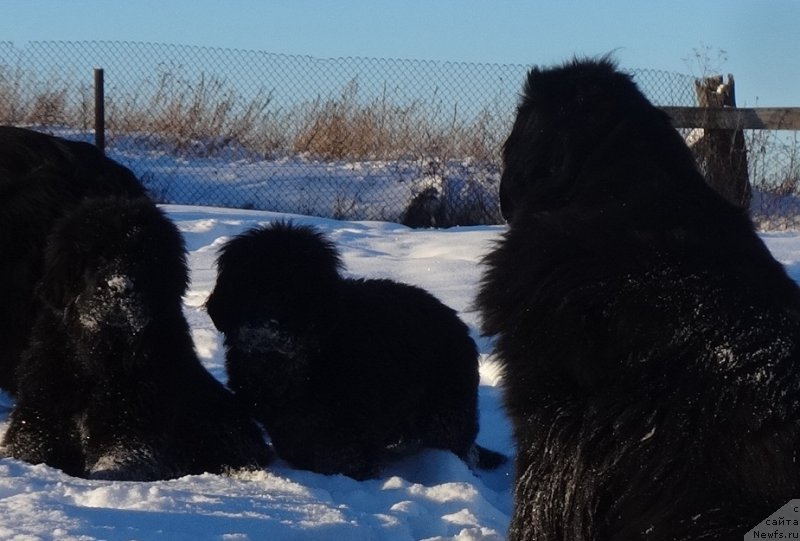 Фотография № 219489