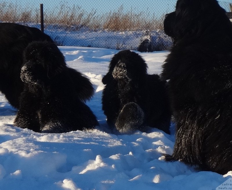 Фото: ньюфаундленд Dark Pride Valentino (Дак Прайд Валентино)
