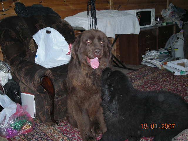 Фото: ньюфаундленд Stardi (Старди), ньюфаундленд Sent Djons Kruiz (Сент Джонс Круиз)