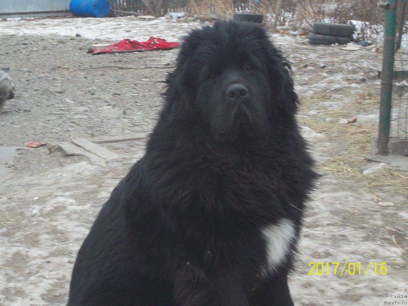 Фото: ньюфаундленд Stepan Razin (Степан Разин)