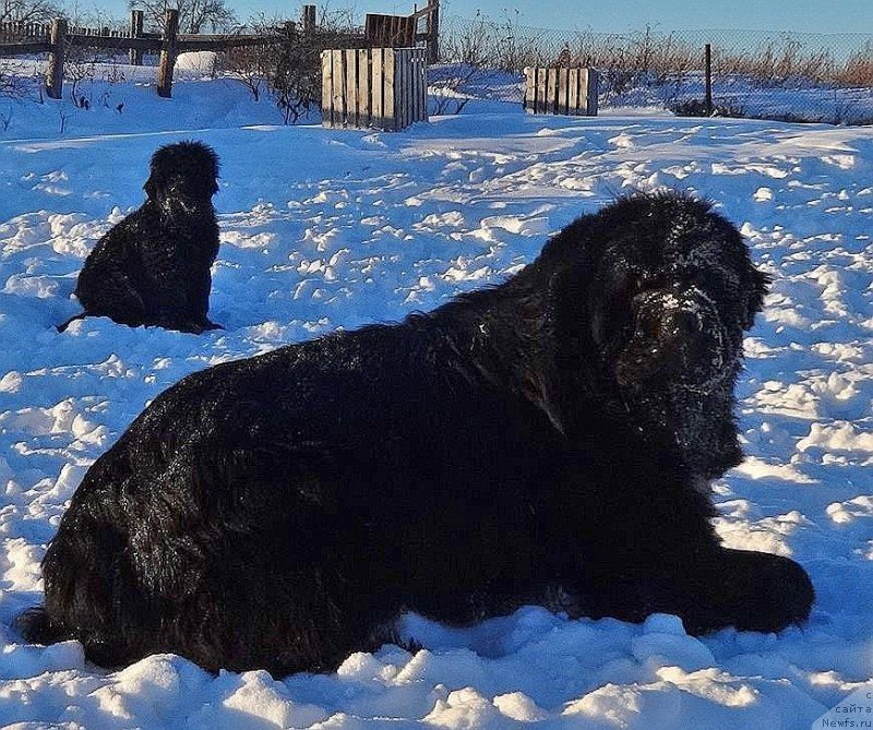 Фото: ньюфаундленд N'yufort Uitni Tradiciya Legendyi (Ньюфорт Уитни Традиция Легенды)