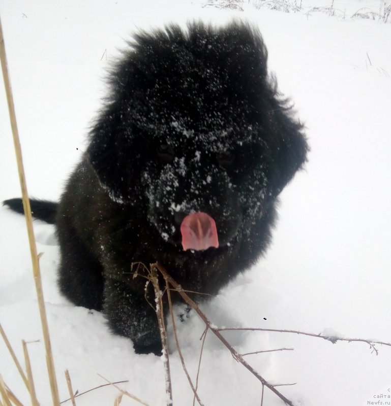 Фото: ньюфаундленд Terra Viktoriya Evropa Plyus (Терра Виктория Европа Плюс)