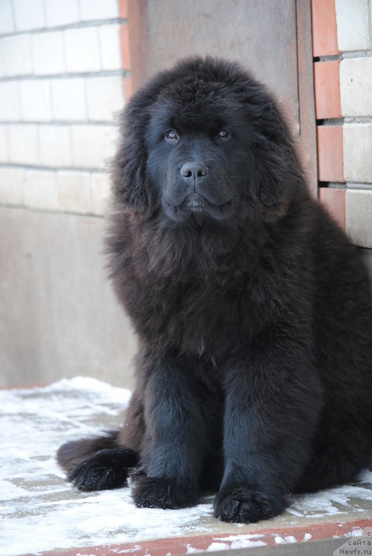 Фото: ньюфаундленд Moya Stihiya Miss Pidji (Моя Стихия Мисс Пиджи)