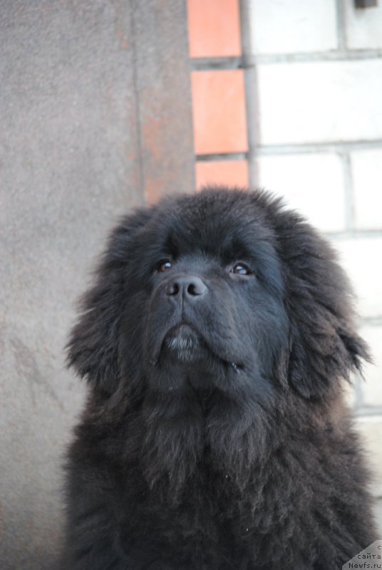 Фото: ньюфаундленд Moya Stihiya Miss Pidji (Моя Стихия Мисс Пиджи)