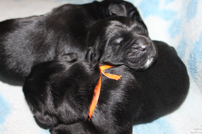 Фотография № 219518