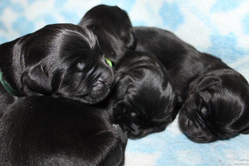 Фотография № 219519