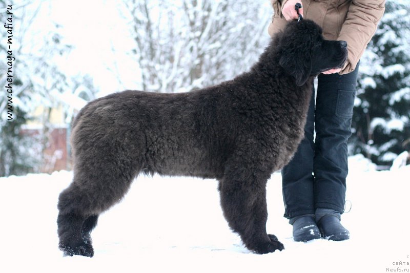 Фото: ньюфаундленд Chernaya Mafia Breaking The Law (Черная Мафия Бреакинг Тхе Лав)