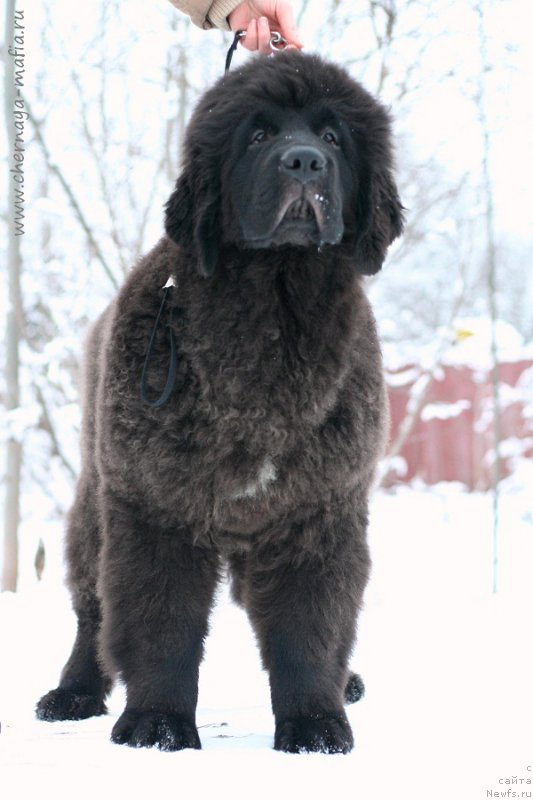 Фотография № 219524