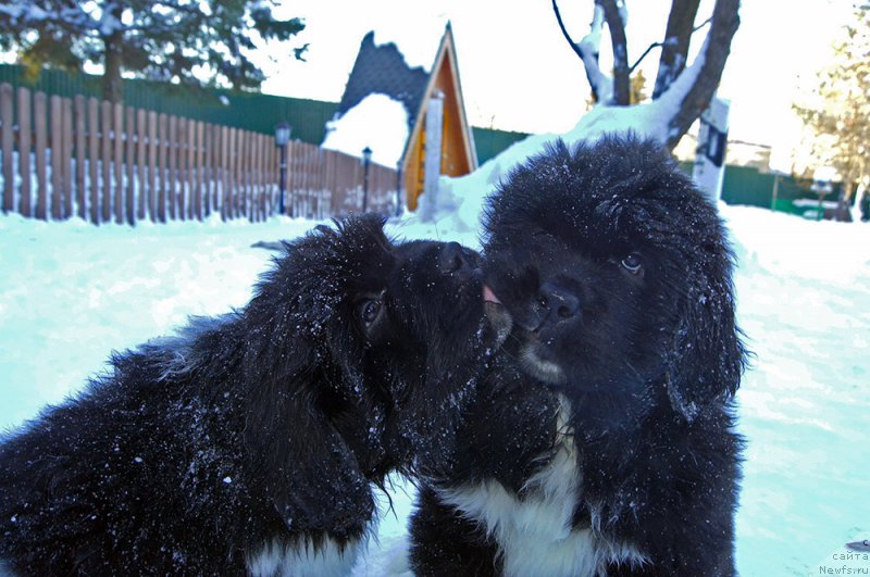 Фотография № 219528