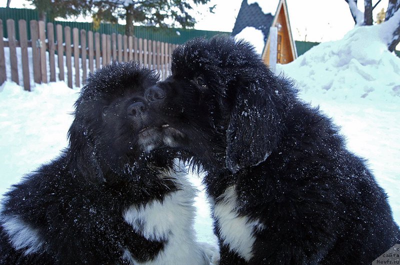 Фотография № 219529