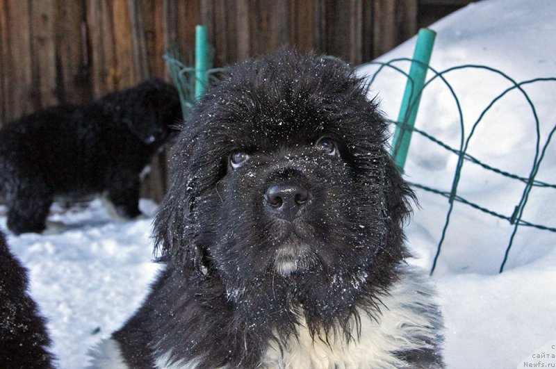 Фотография № 219531