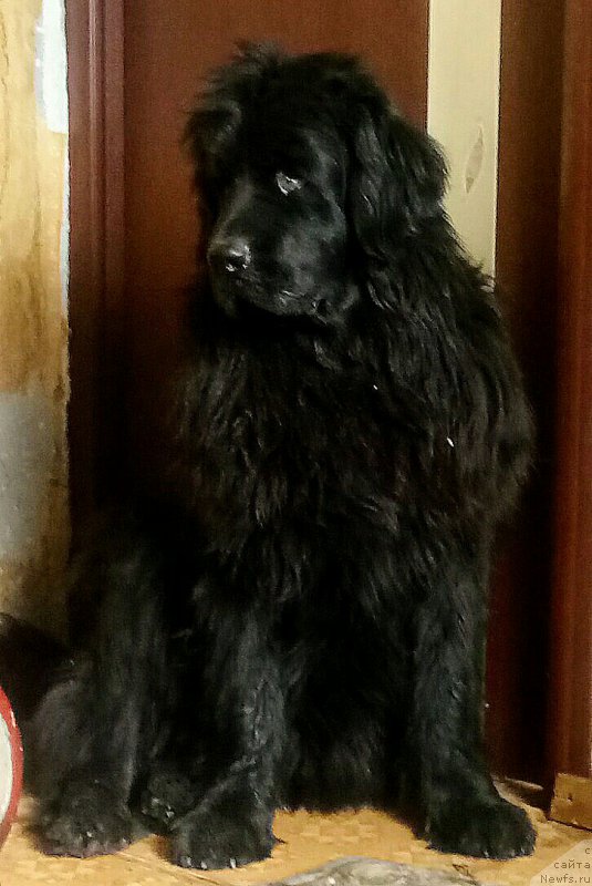 Фото: ньюфаундленд N'yufort Divnaya Diana (Ньюфорт Дивная Диана), ньюфаундленд N'yufort Divnaya Diana (Ньюфорт Дивная Диана)