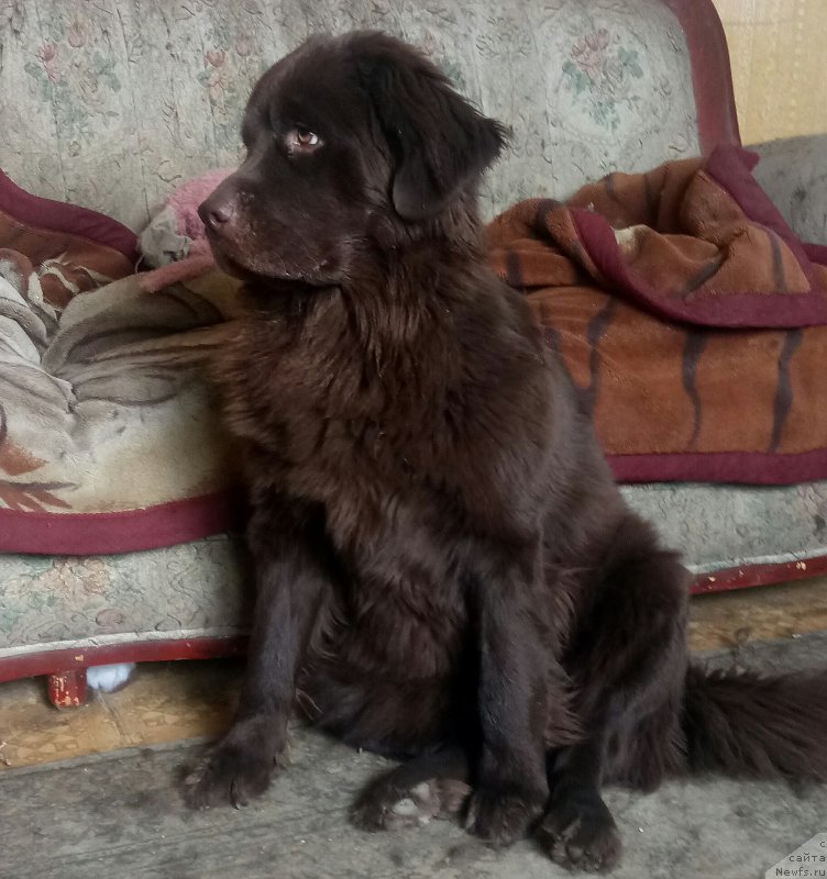 Фото: ньюфаундленд Al'fa Dar Oksa Verka Serdyuchka (Альфа Дар Окса Верка Сердючка), ньюфаундленд Al'fa Dar Oksa Verka Serdyuchka (Альфа Дар Окса Верка Сердючка)