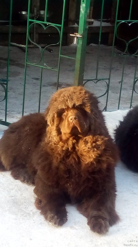 Фото: ньюфаундленд Braunblad MSK Betani YEys (Браунблад МСК Бетани Эйс)