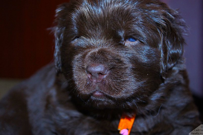 Фото: ньюфаундленд Super Bizon Simfoniya (Супер Бизон Симфония)