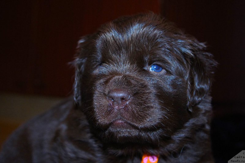 Фото: ньюфаундленд Super Bizon Simfoniya (Супер Бизон Симфония)