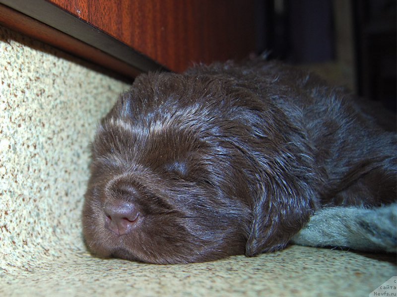 Фото: ньюфаундленд Super Bizon Simfoniya (Супер Бизон Симфония)