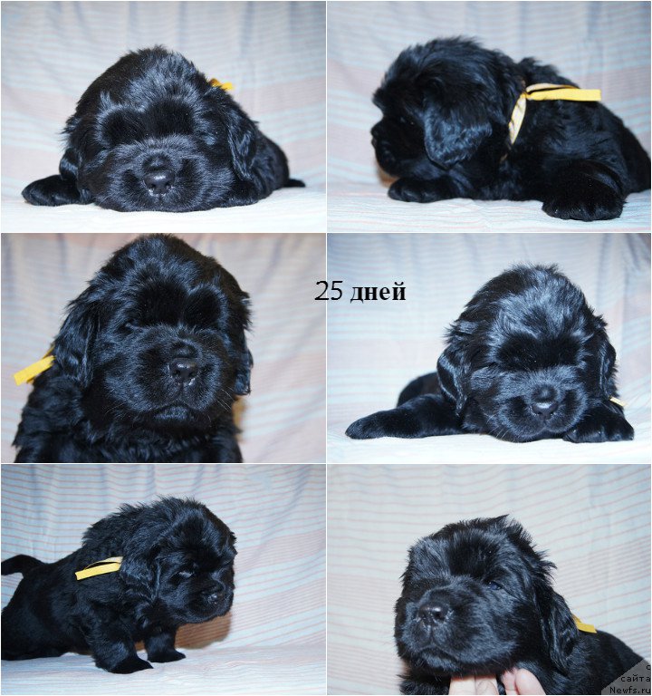 Фото: ньюфаундленд Super Bizon Sarmat (Супер Бизон Сармат)