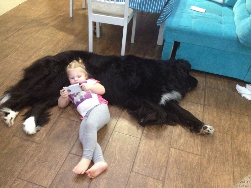 Фото: ньюфаундленд Orhideya Cvetok Lyubvi (Орхидея Цветок Любви)