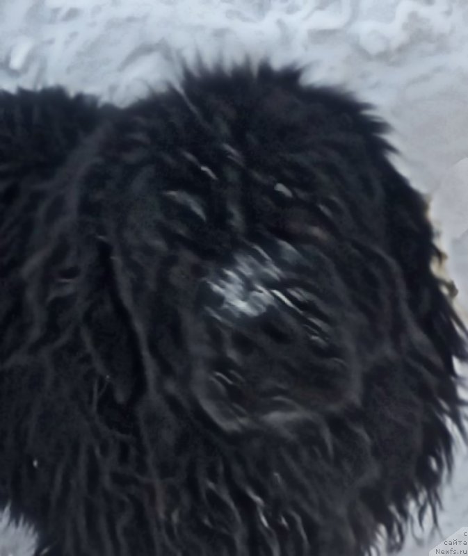 Фото: ньюфаундленд Akvatoriya Kelvin CHerchill' (Акватория Келвин Черчилль)