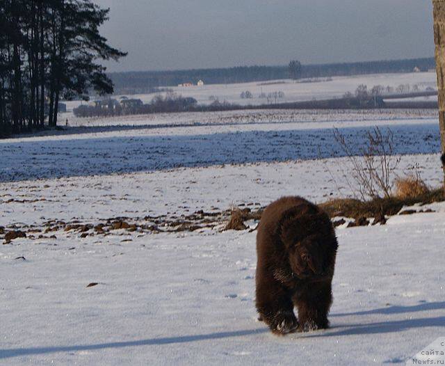 Фото: ньюфаундленд Brownblood MSK Armata Loyar Aid (Браунблад МСК Армата Лойар Аид)