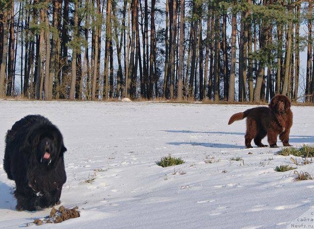 Фото: ньюфаундленд Brownblood MSK Armata Loyar Aid (Браунблад МСК Армата Лойар Аид)