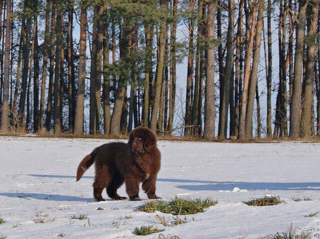 Фото: ньюфаундленд Brownblood MSK Armata Loyar Aid (Браунблад МСК Армата Лойар Аид)