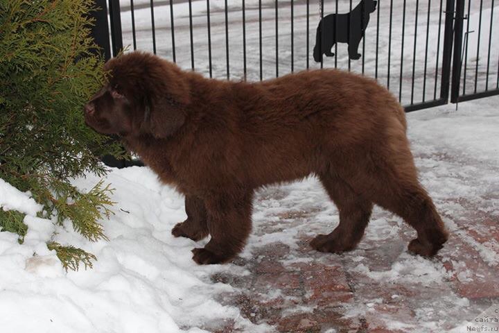 Фото: ньюфаундленд Brownblood MSK Alfa-Romeo Gold Baddy (Браунблад МСК Альфа-Ромео Голд Бадди)