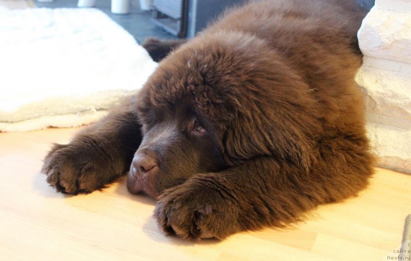 Фото: ньюфаундленд Brownblood MSK Alfa-Romeo Gold Baddy (Браунблад МСК Альфа-Ромео Голд Бадди)