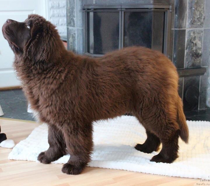 Фото: ньюфаундленд Brownblood MSK Alfa-Romeo Gold Baddy (Браунблад МСК Альфа-Ромео Голд Бадди)